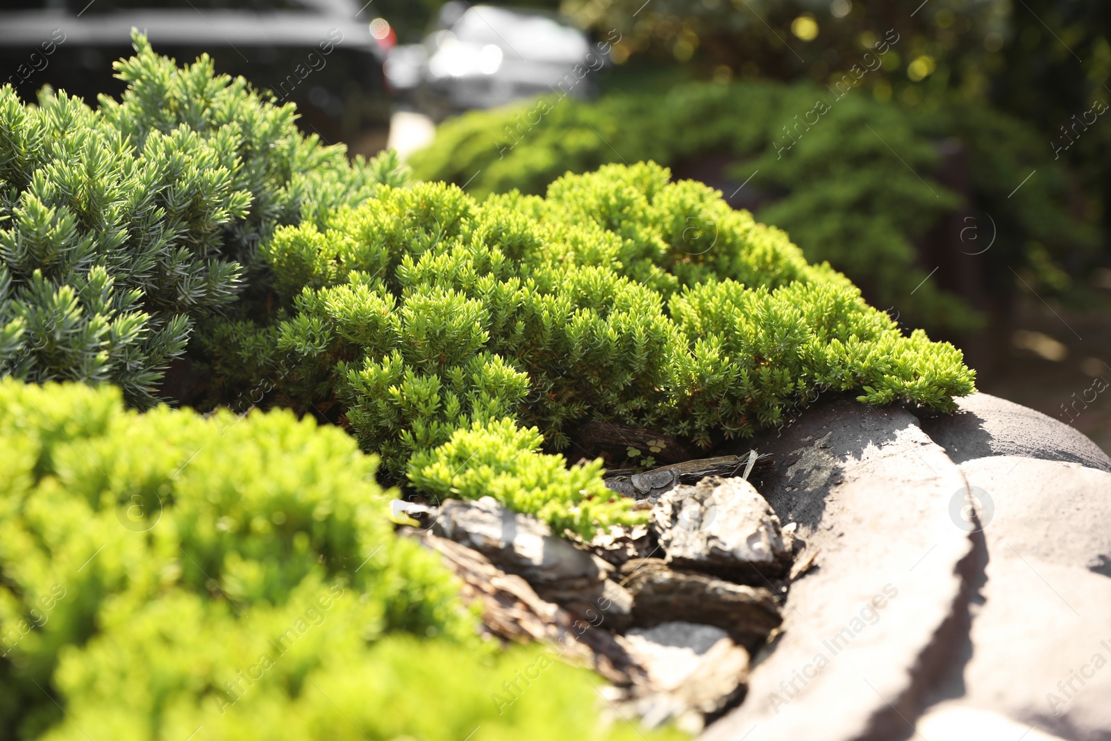 Photo of Beautiful juniper plants growing outdoors, selective focus. Gardening and landscaping