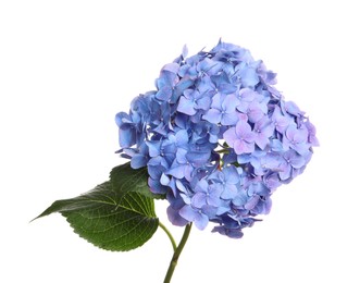 Branch of hortensia plant with delicate flowers on white background