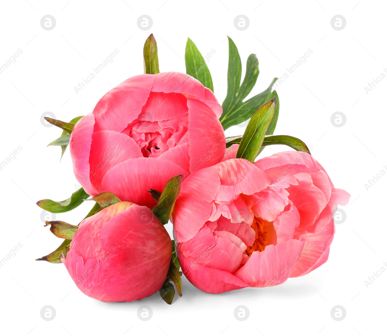 Photo of Beautiful blooming pink peonies isolated on white