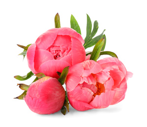 Beautiful blooming pink peonies isolated on white