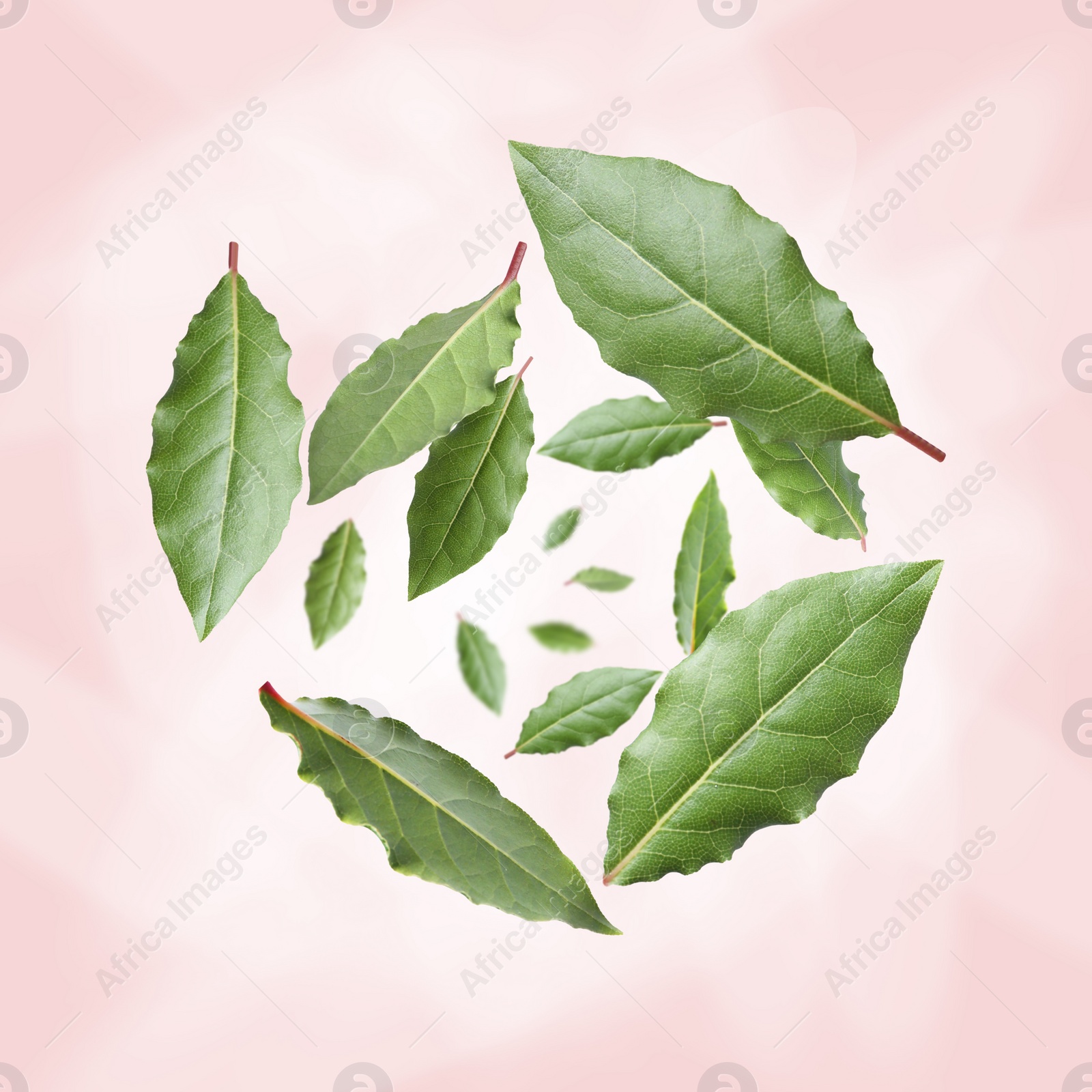 Image of Fresh bay leaves whirling on pink background