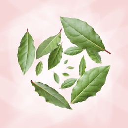 Fresh bay leaves whirling on pink background