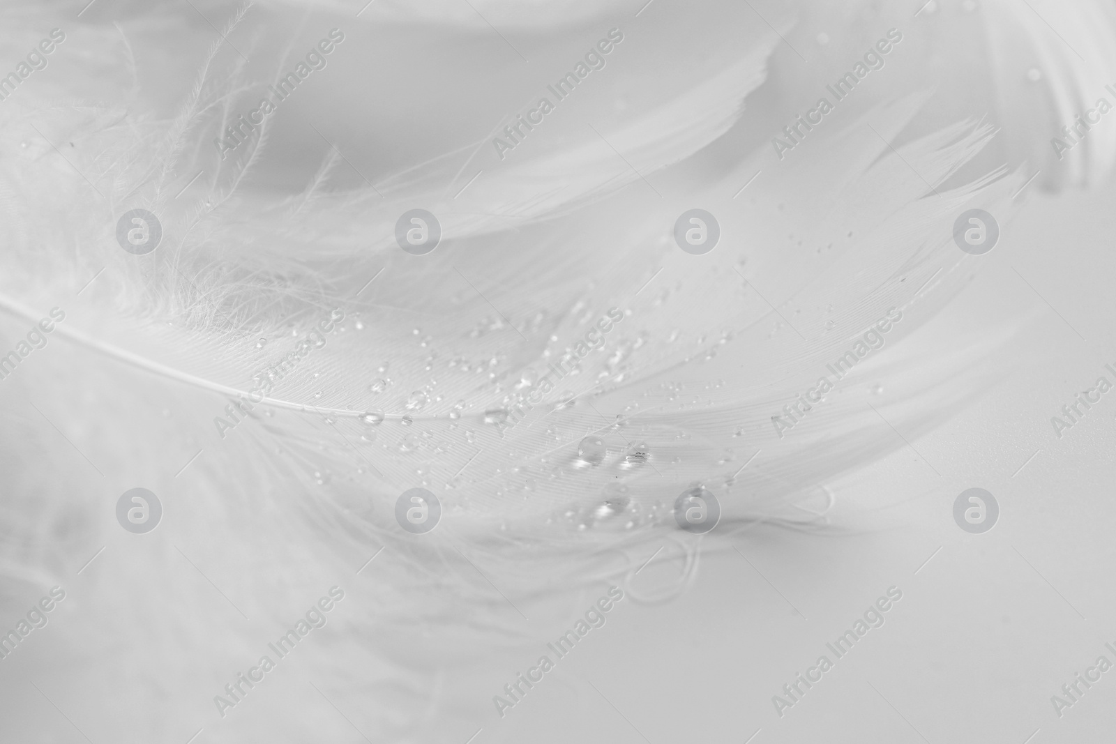 Photo of Beautiful fluffy bird feathers with water drops on white background, closeup