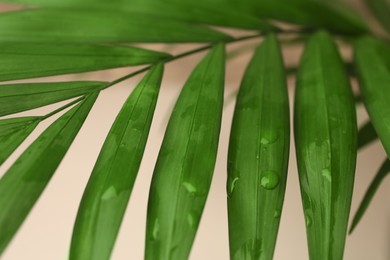 Photo of Beautiful leaves with water drops, closeup view