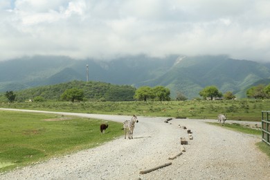 Photo of Picturesque view of safari park with animals and mountains
