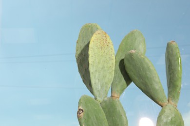 Beautiful exotic cactus outdoors against blue sky