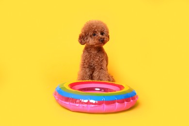 Photo of Cute Maltipoo dog and swim ring on orange background