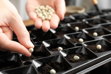 Photo of Woman planting soybeans into fertile soil, closeup. Vegetable seeds