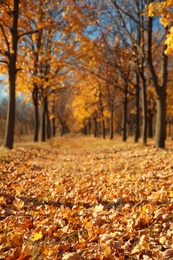Photo of Beautiful autumn landscape with trees and dry leaves on ground
