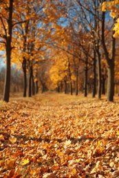 Beautiful autumn landscape with trees and dry leaves on ground