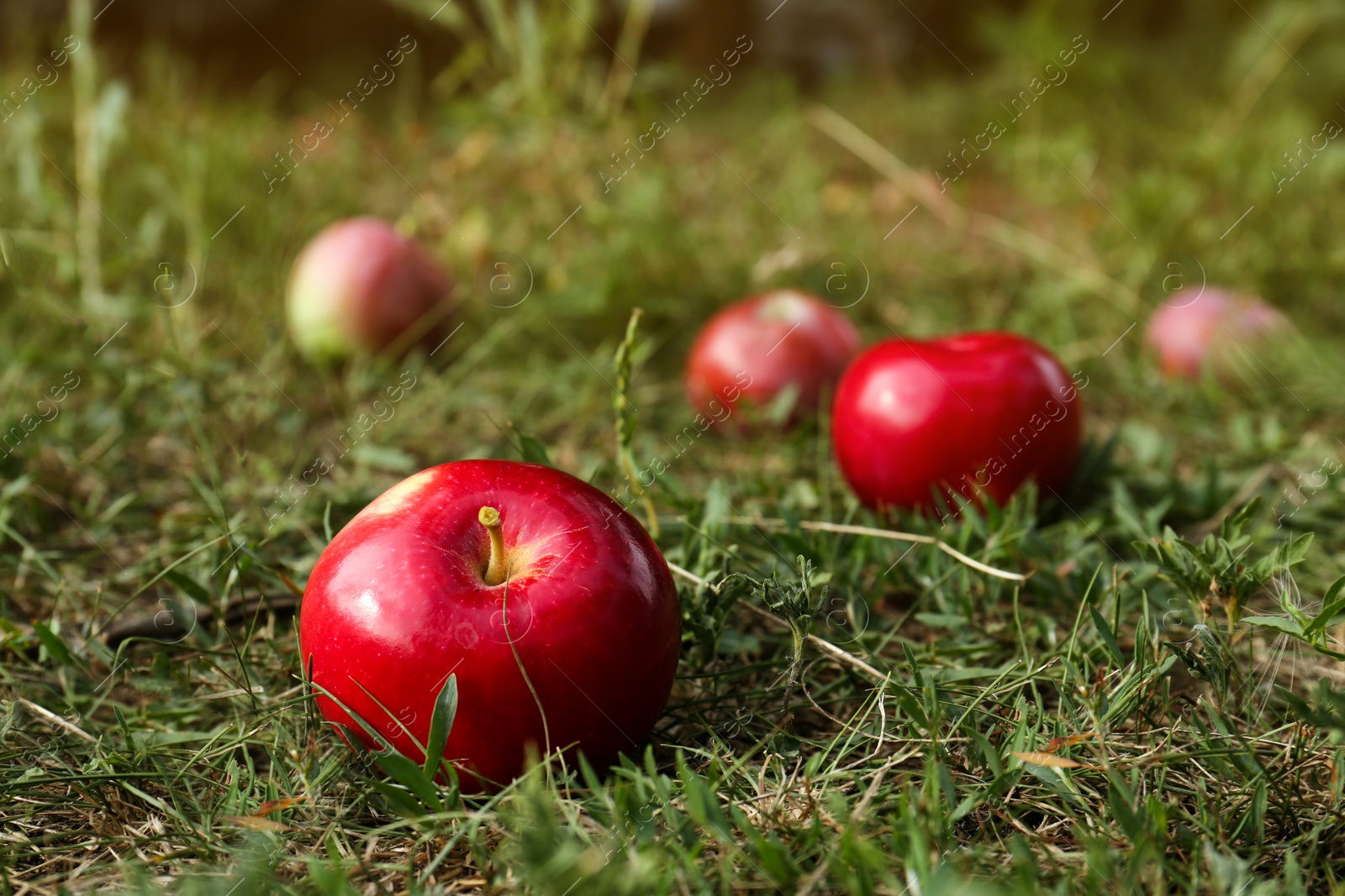 Photo of Delicious ripe apples on grass in garden