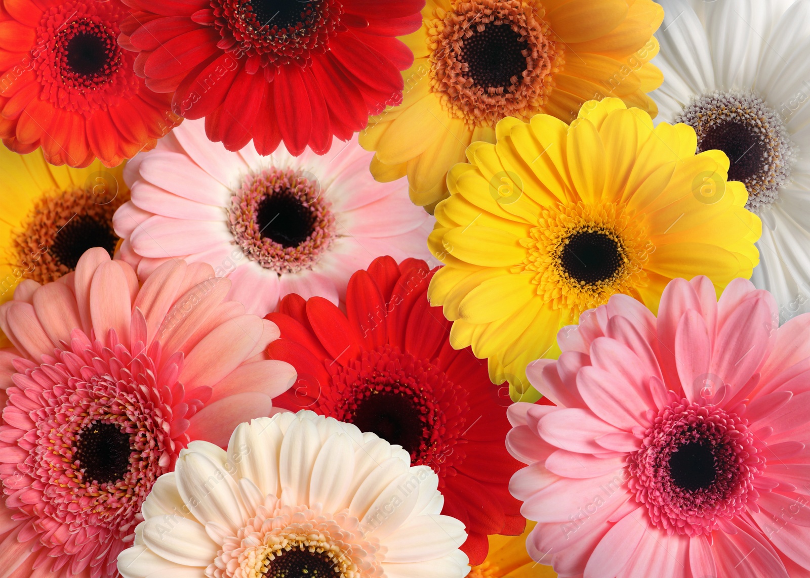 Image of Many different beautiful gerbera flowers as background