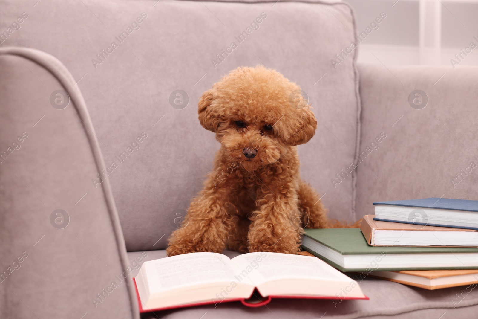 Photo of Cute Maltipoo dog with books on armchair. Lovely pet