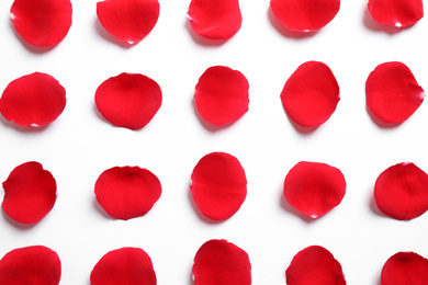 Fresh red rose petals on white background, top view