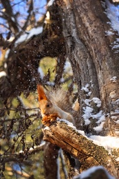 Photo of Cute squirrel with walnut on acacia tree in winter forest