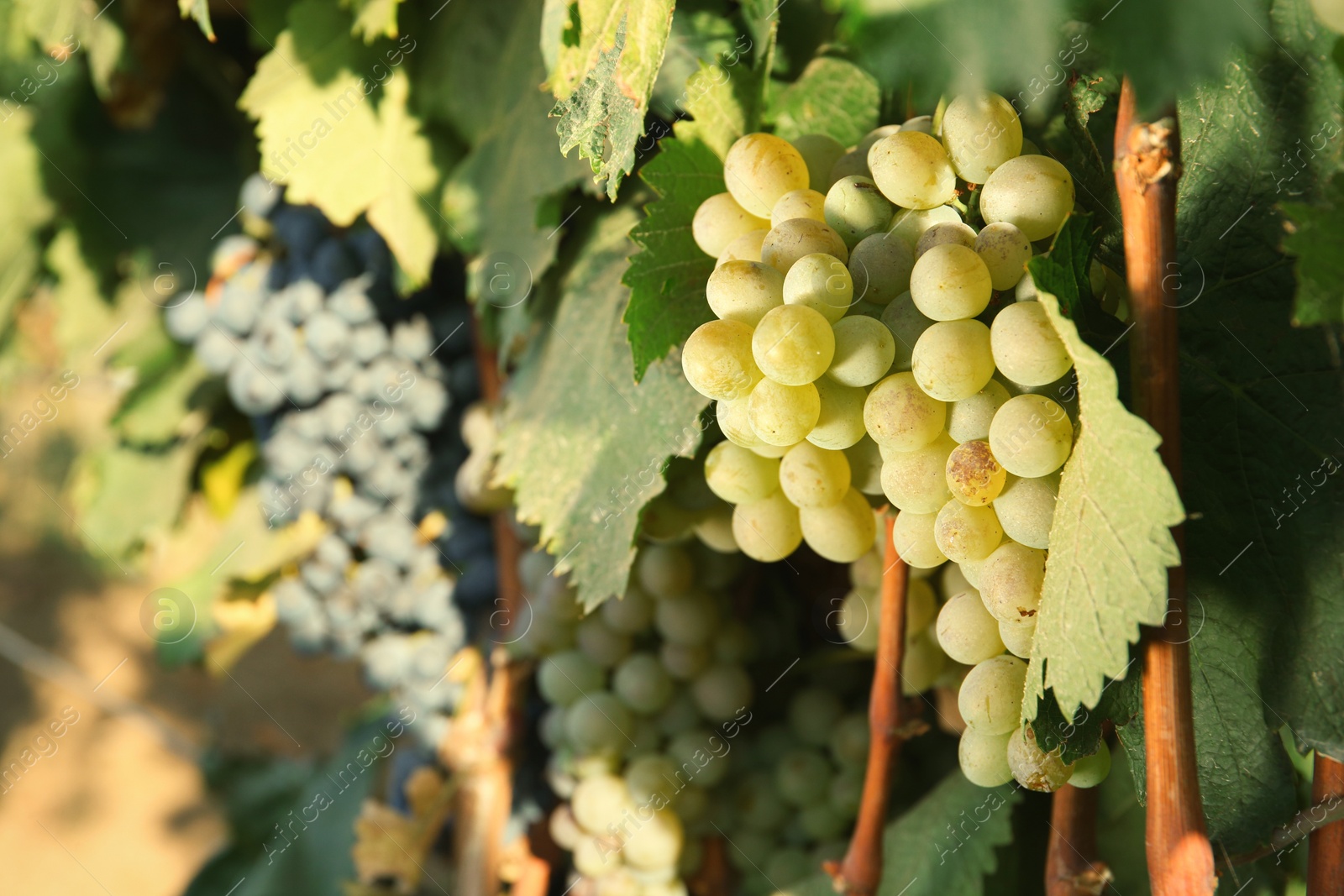 Photo of Bunches of grapes growing in vineyard on sunny day. Wine production