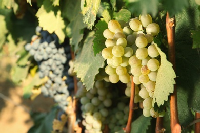 Bunches of grapes growing in vineyard on sunny day. Wine production