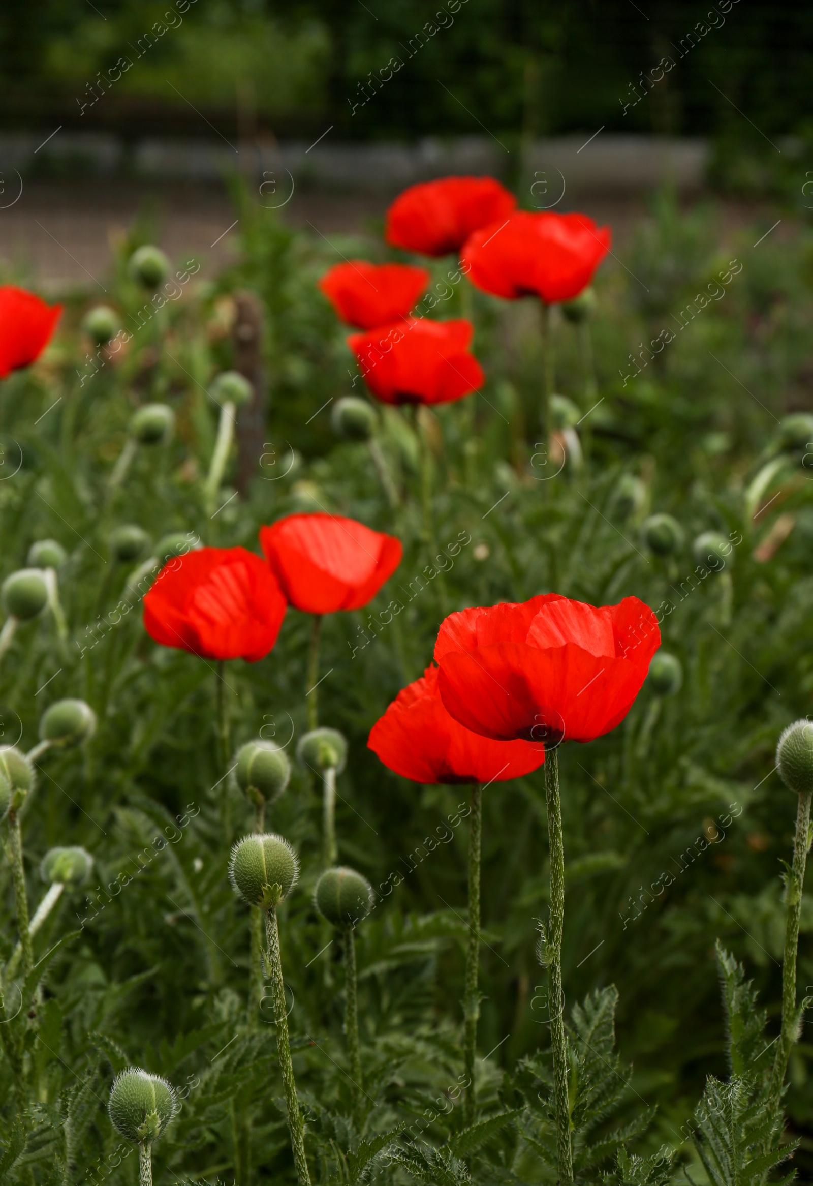 Photo of Many beautiful blooming red poppy flowers outdoors