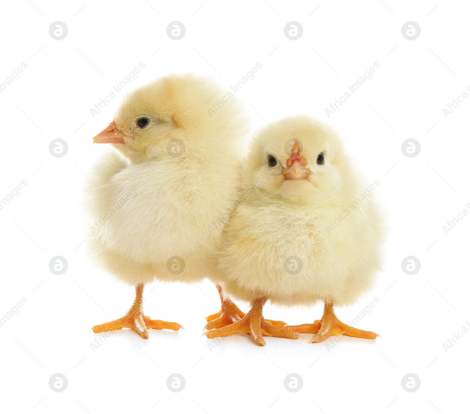 Photo of Cute fluffy baby chickens on white background