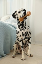 Image of Cute Dalmatian dog holding chew bone in mouth indoors