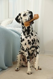 Cute Dalmatian dog holding chew bone in mouth indoors