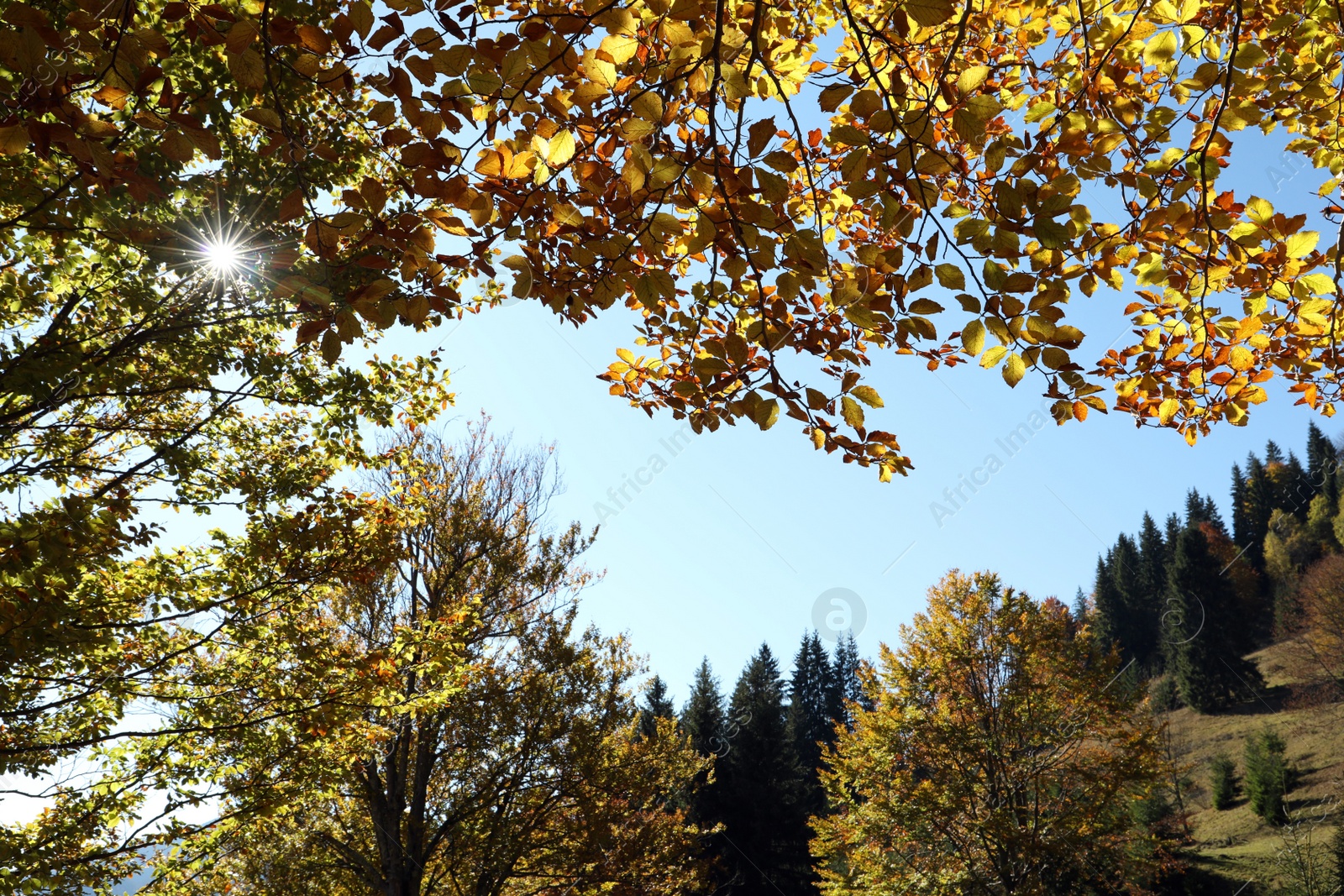 Photo of Sun shining through tree branches with bright leaves in autumn