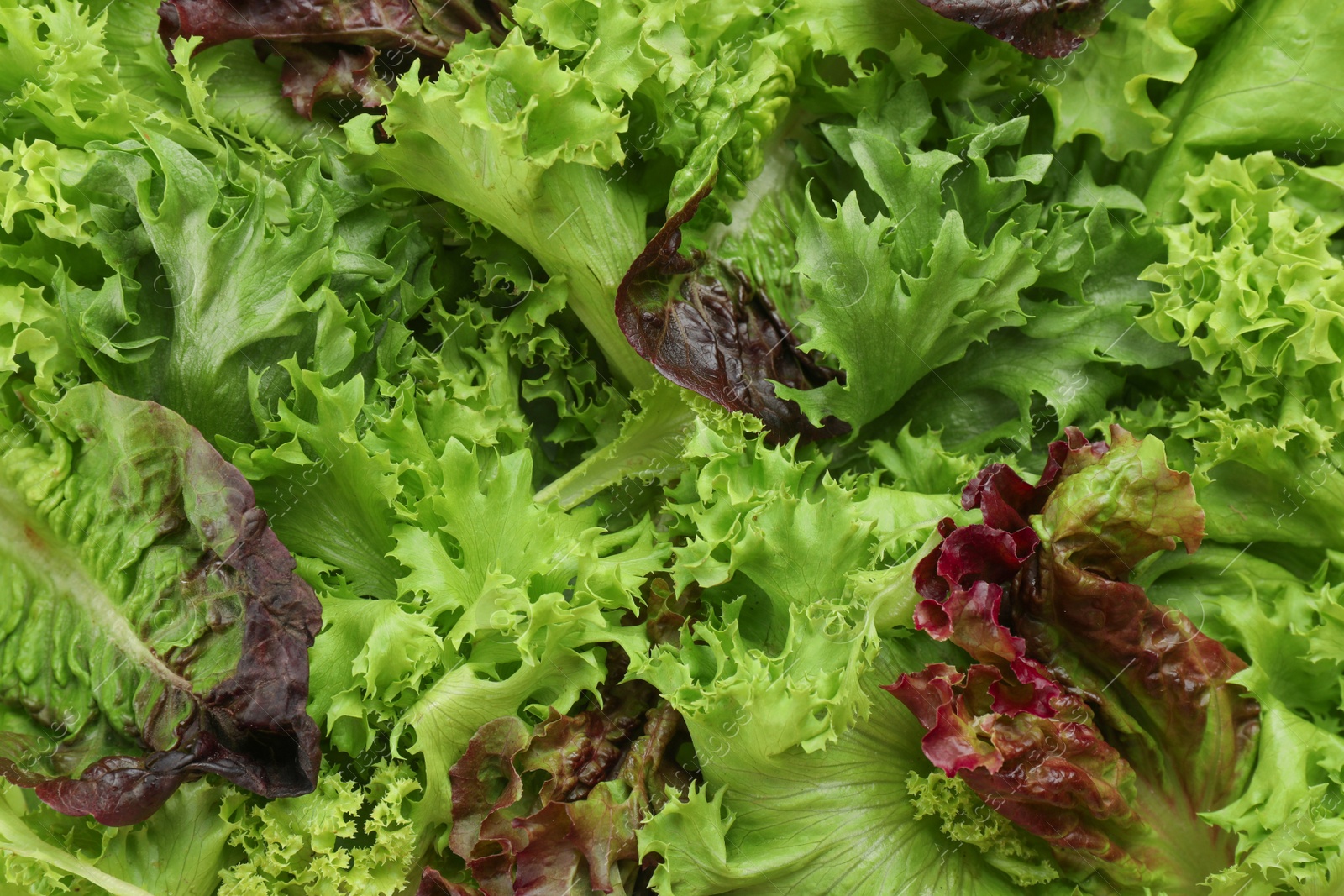 Photo of Different sorts of lettuce as background, top view