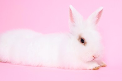 Fluffy white rabbit on pink background. Cute pet