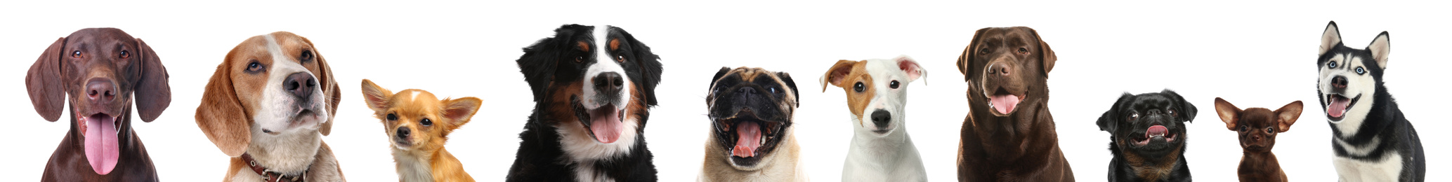 Image of Collage with different dogs on white background. Banner design