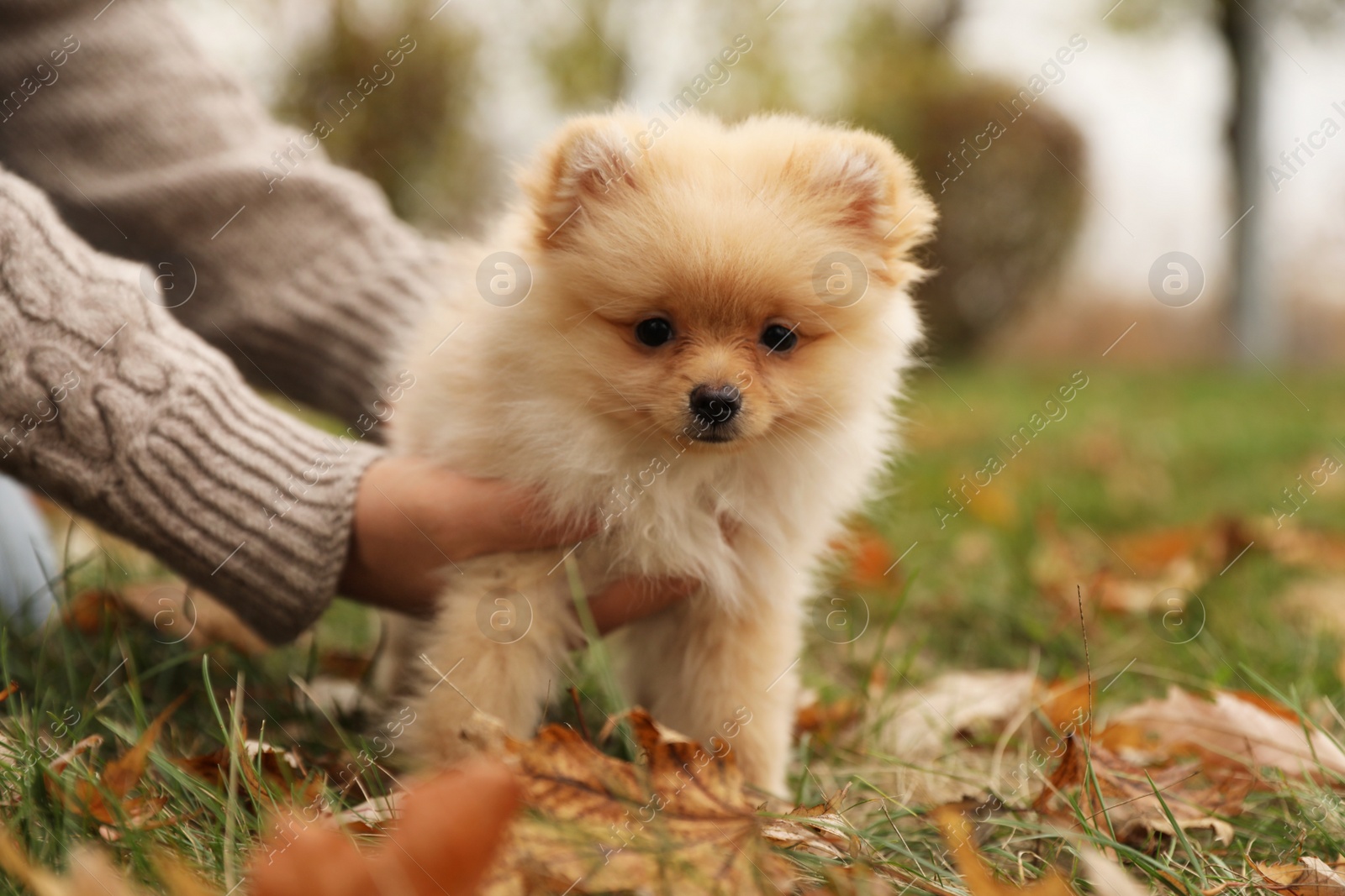 Photo of Man with small fluffy dog in autumn park, closeup