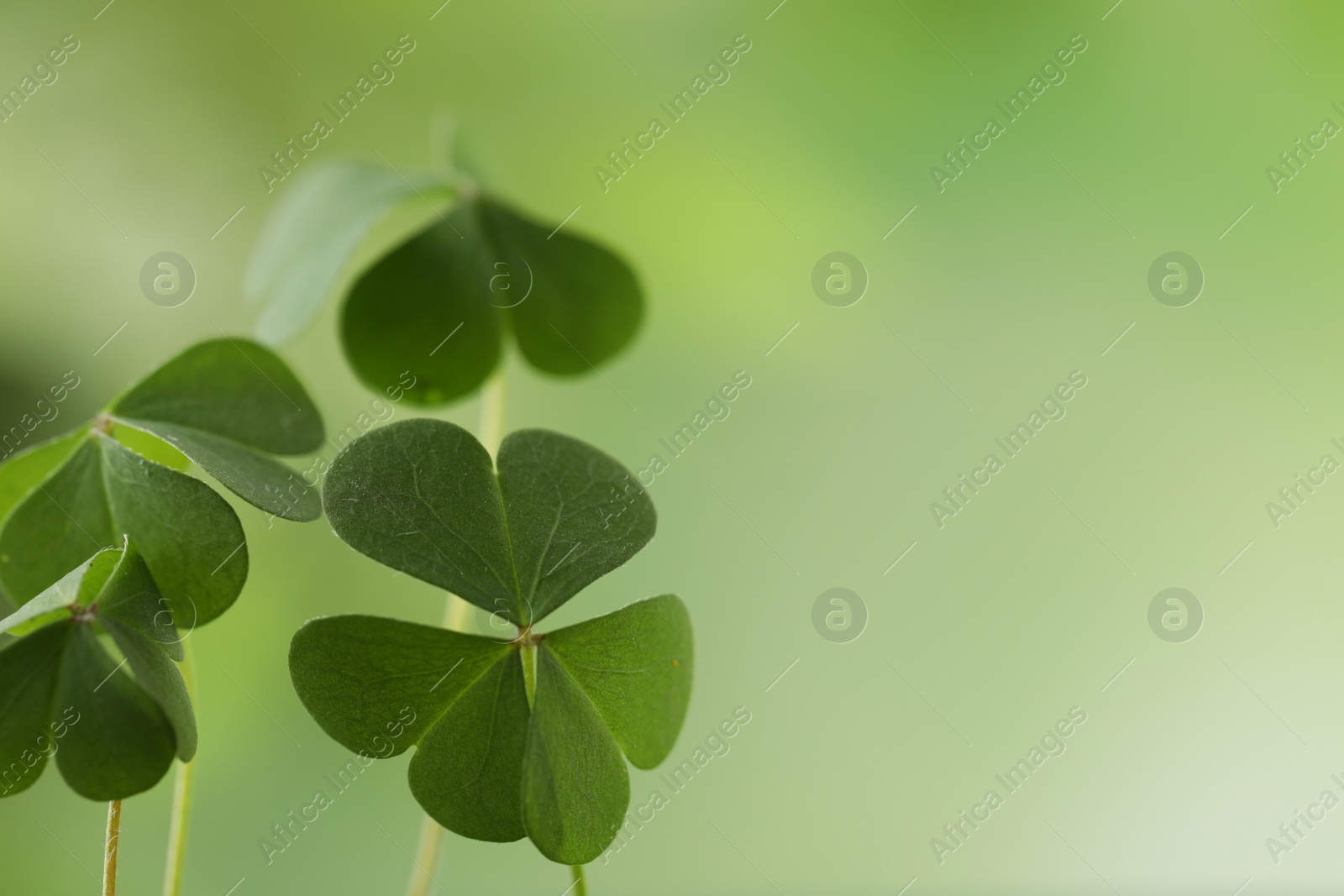 Photo of Clover leaves on blurred background, space for text. St. Patrick's Day symbol