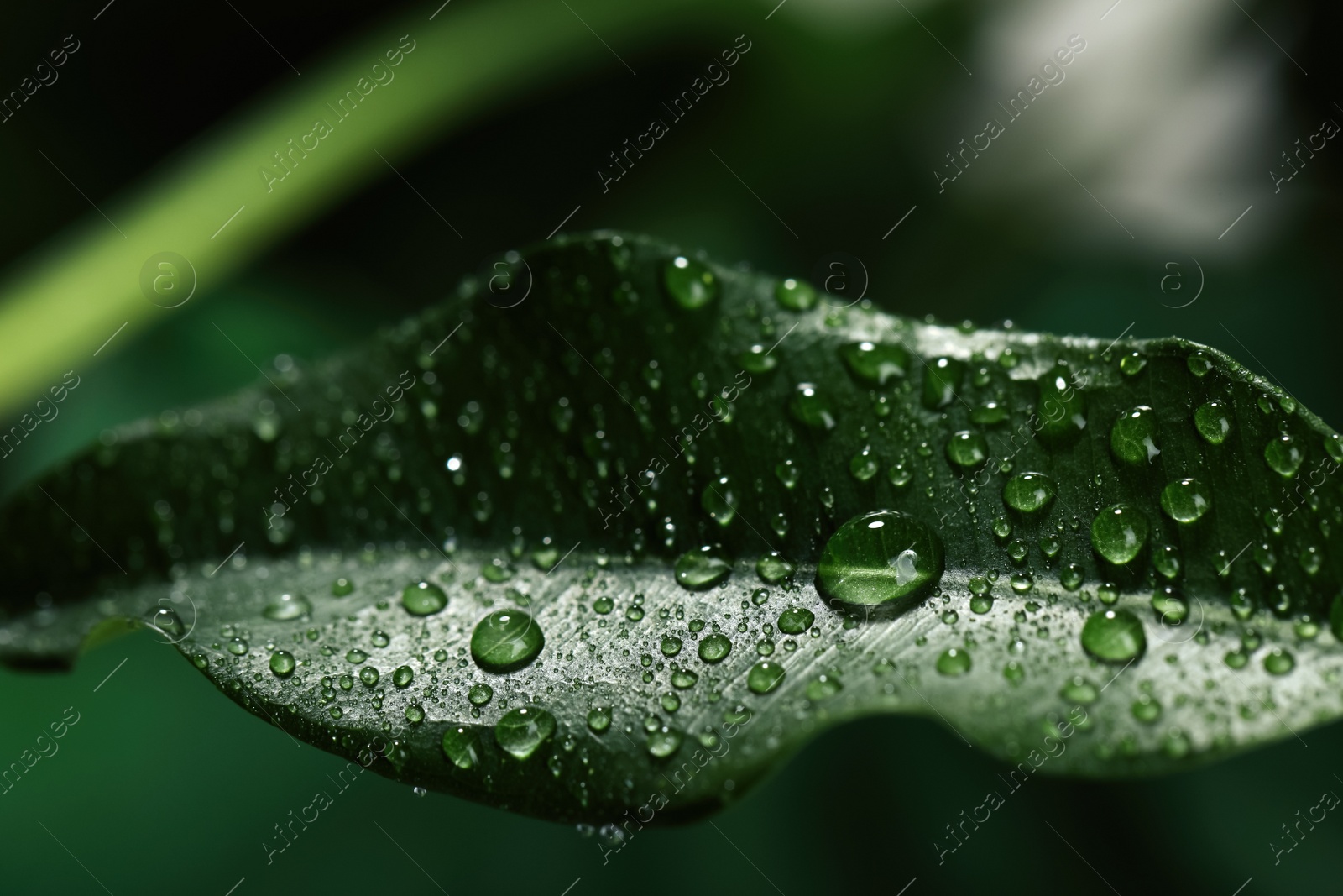 Photo of Closeup view of beautiful green leaf with dew drops