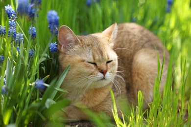 Photo of Cute cat among green grass and beautiful flowers outdoors on spring day