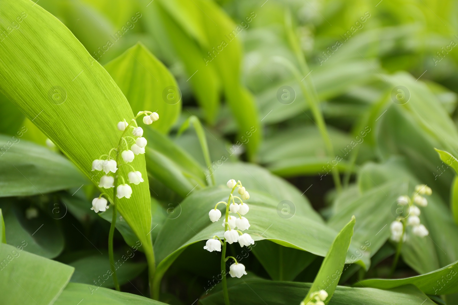 Photo of Beautiful fragrant lily of the valley as background