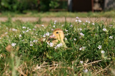 Photo of Cute fluffy duckling outdoors on sunny day