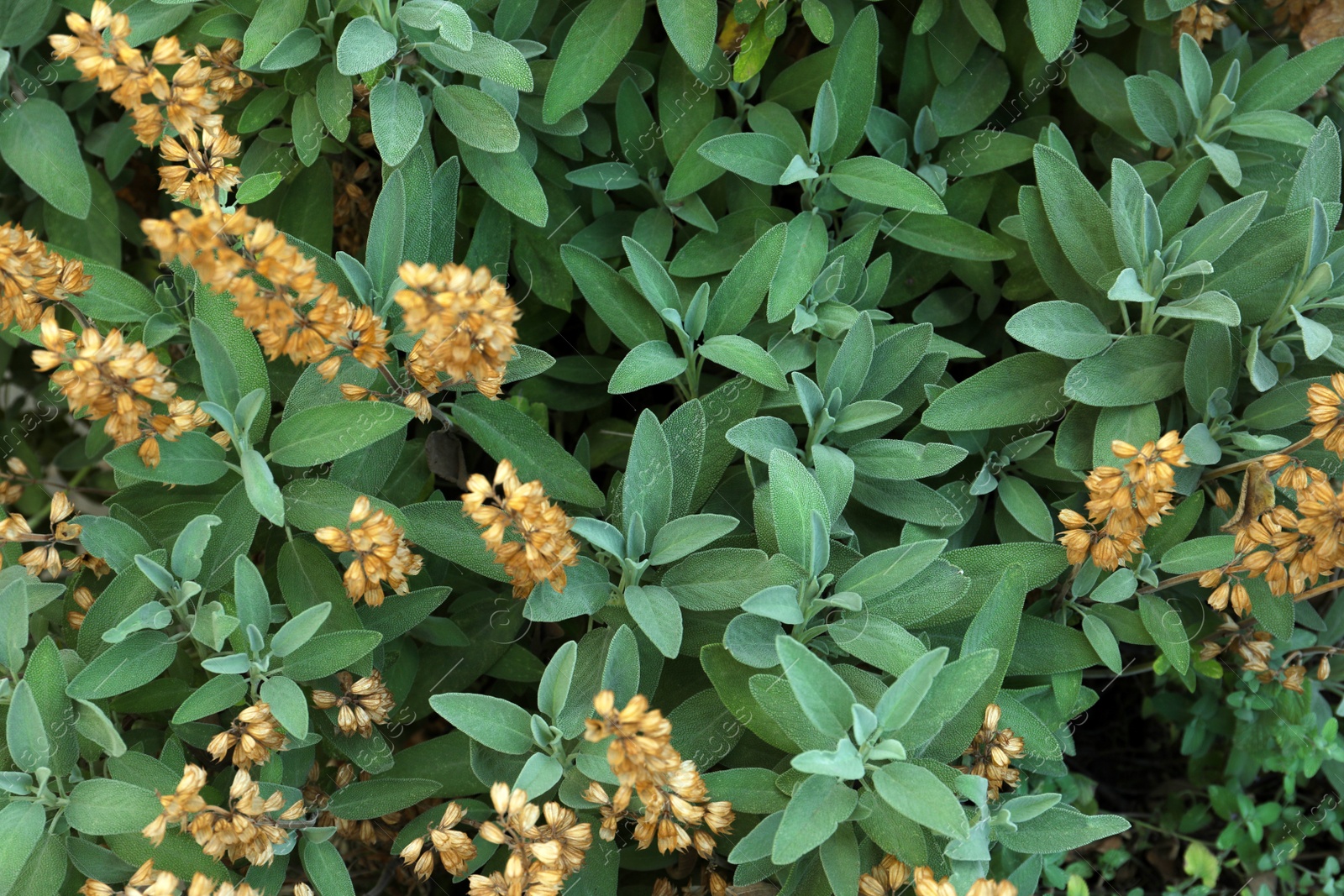 Photo of Beautiful sage with green leaves growing outdoors, closeup