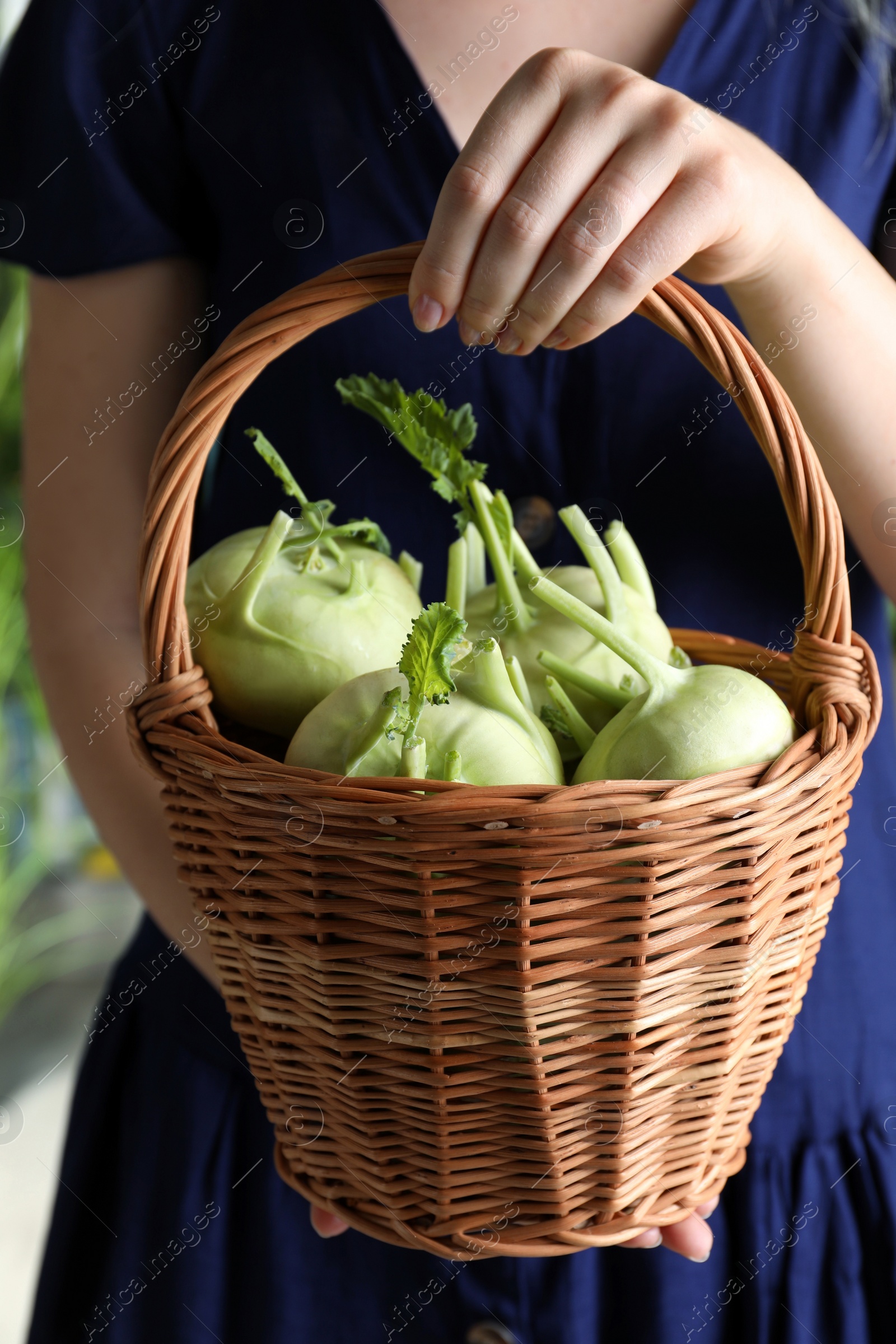 Photo of Woman holding wicker basket with ripe kohlrabi plants outdoors, closeup