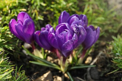 Photo of Beautiful purple crocus flowers growing in garden, closeup