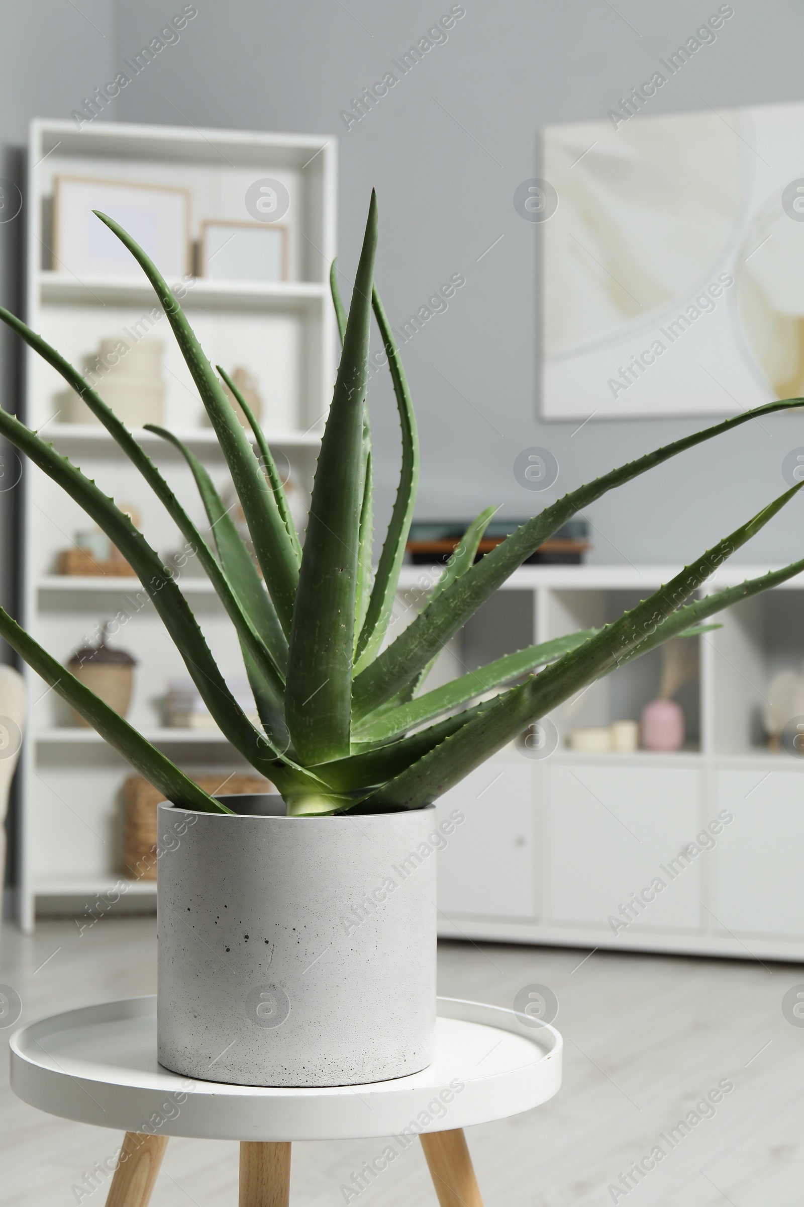 Photo of Beautiful potted aloe vera plant in room