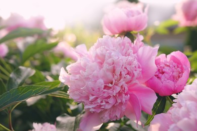 Blooming peony plant with beautiful pink flowers outdoors, closeup