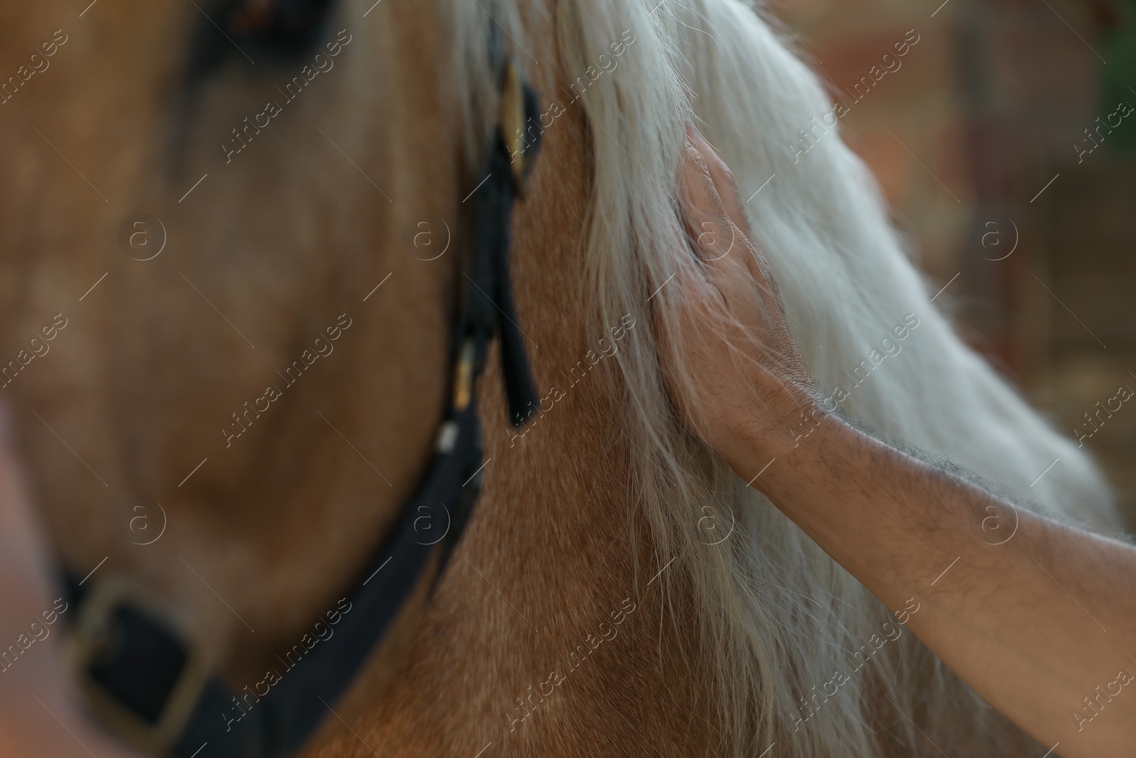 Photo of Man petting adorable horse outdoors, closeup. Lovely domesticated pet