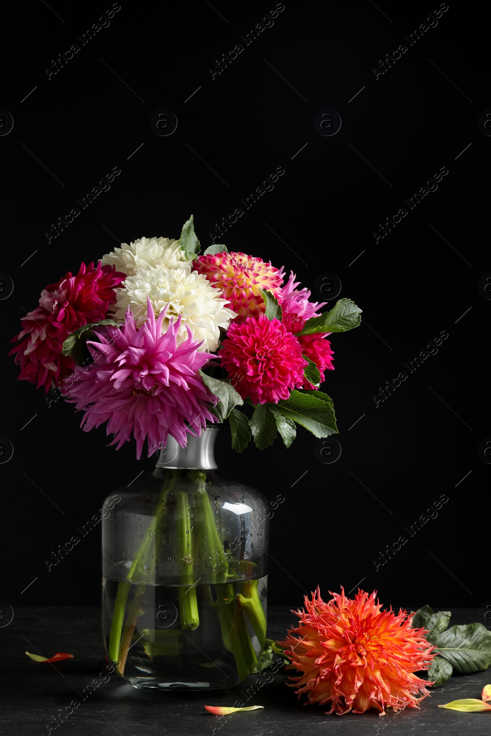 Photo of Beautiful dahlia flowers in vase on table against black background