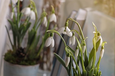 Photo of Blooming snowdrops on blurred background. First spring flowers