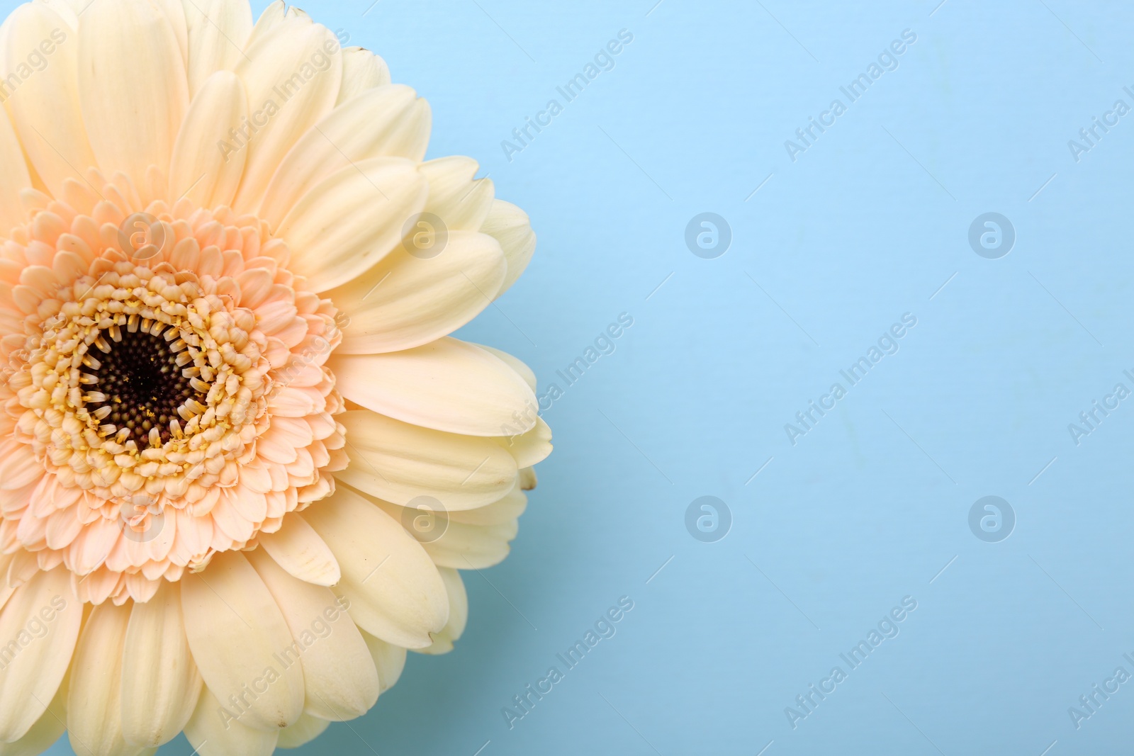 Photo of One beautiful tender gerbera flower on light blue background, top view. Space for text