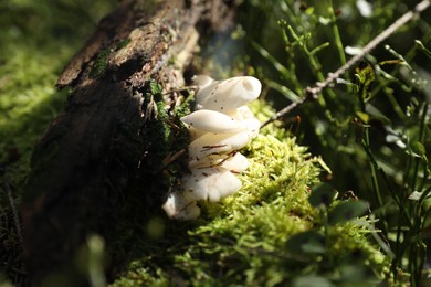 Photo of White poisonous mushrooms growing in forest, closeup