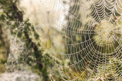 Photo of Closeup view of spider web with dew drops outdoors