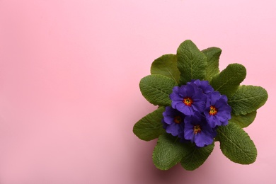 Photo of Beautiful primula (primrose) plant with purple flowers on pink background, top view and space for text. Spring blossom