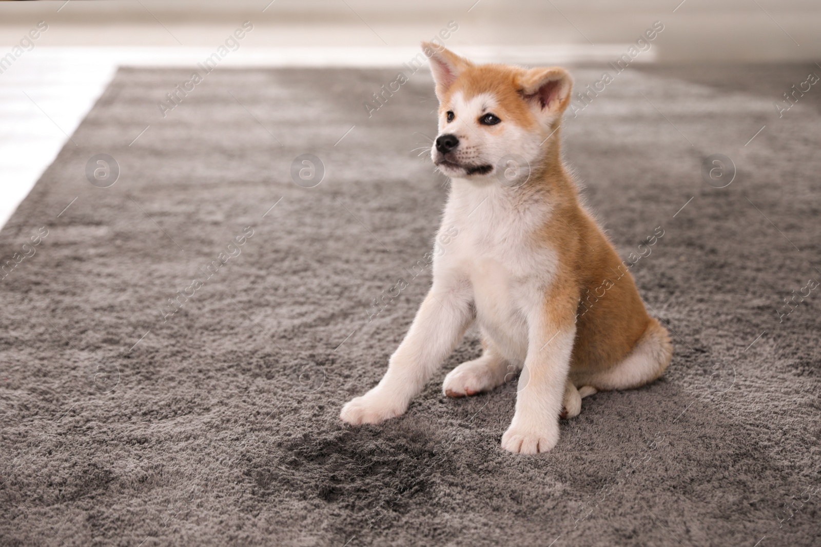 Photo of Adorable akita inu puppy near puddle on carpet indoors