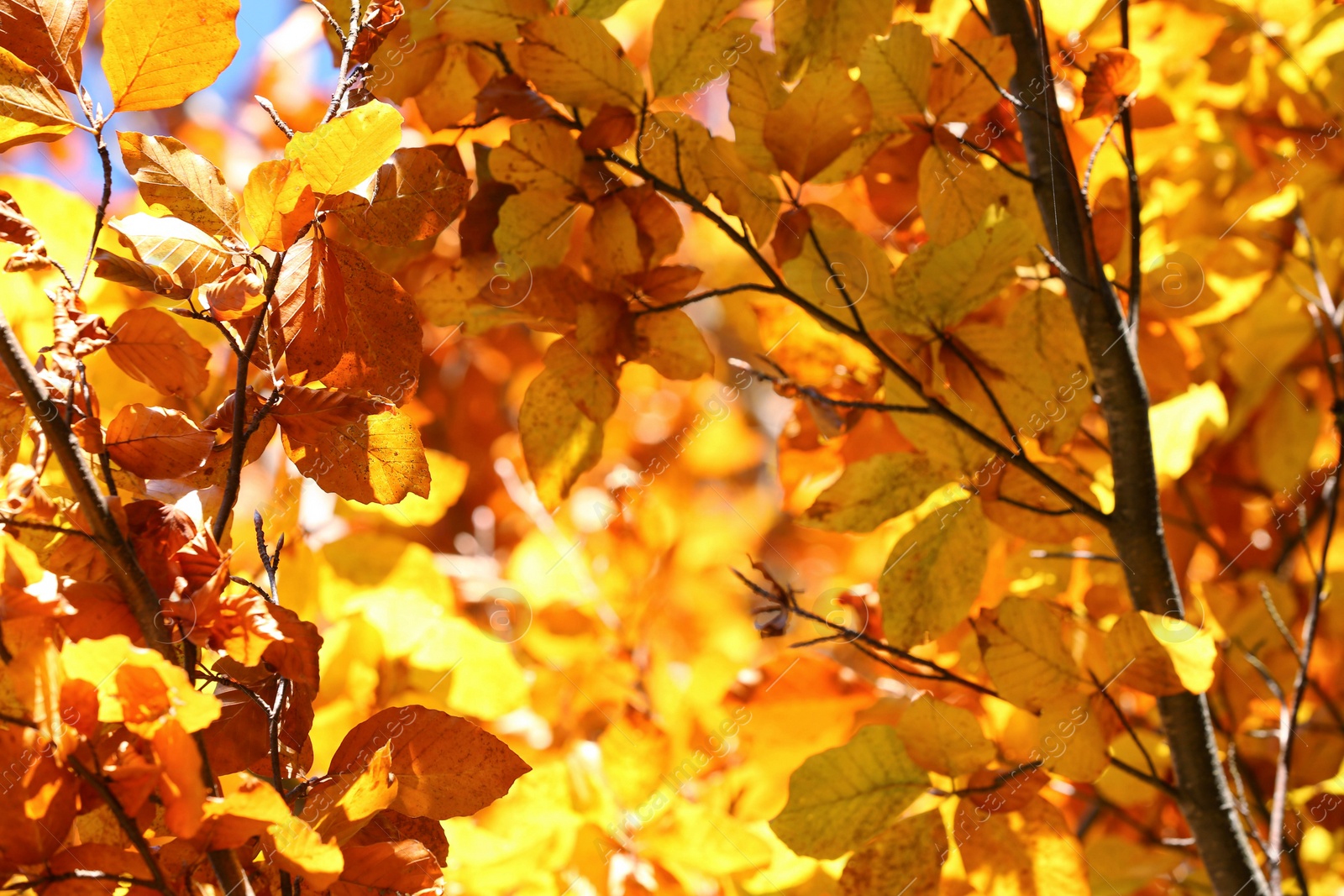 Photo of Tree with beautiful bright leaves outdoors on sunny autumn day, closeup