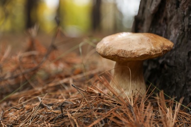 Photo of Wild mushroom growing in autumn forest. Space for text